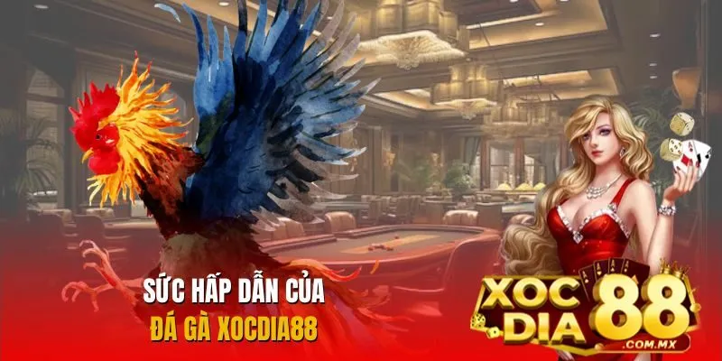Những điểm sáng tạo nên sức hút của đá gà Xocdia88